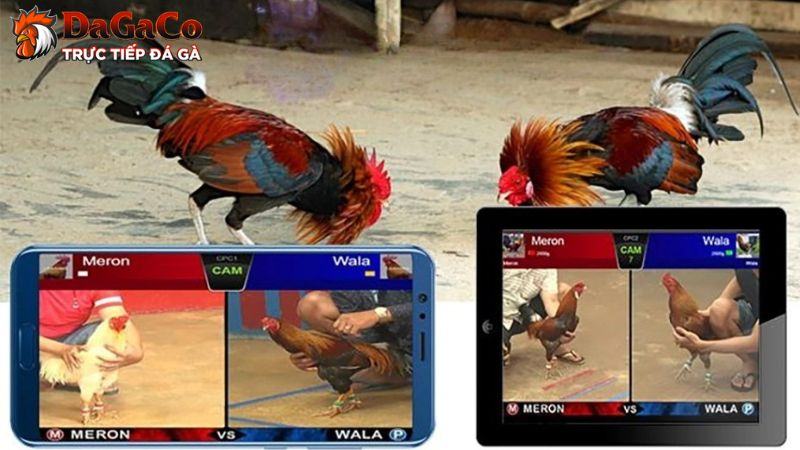 Bí quyết chơi đá gà cựa tròn tăng khả năng thắng từ cao thủ