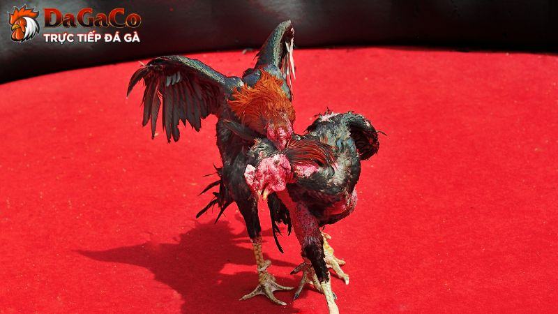 Bí quyết chọn gà đá chuẩn từ sư kê giàu kinh nghiệm