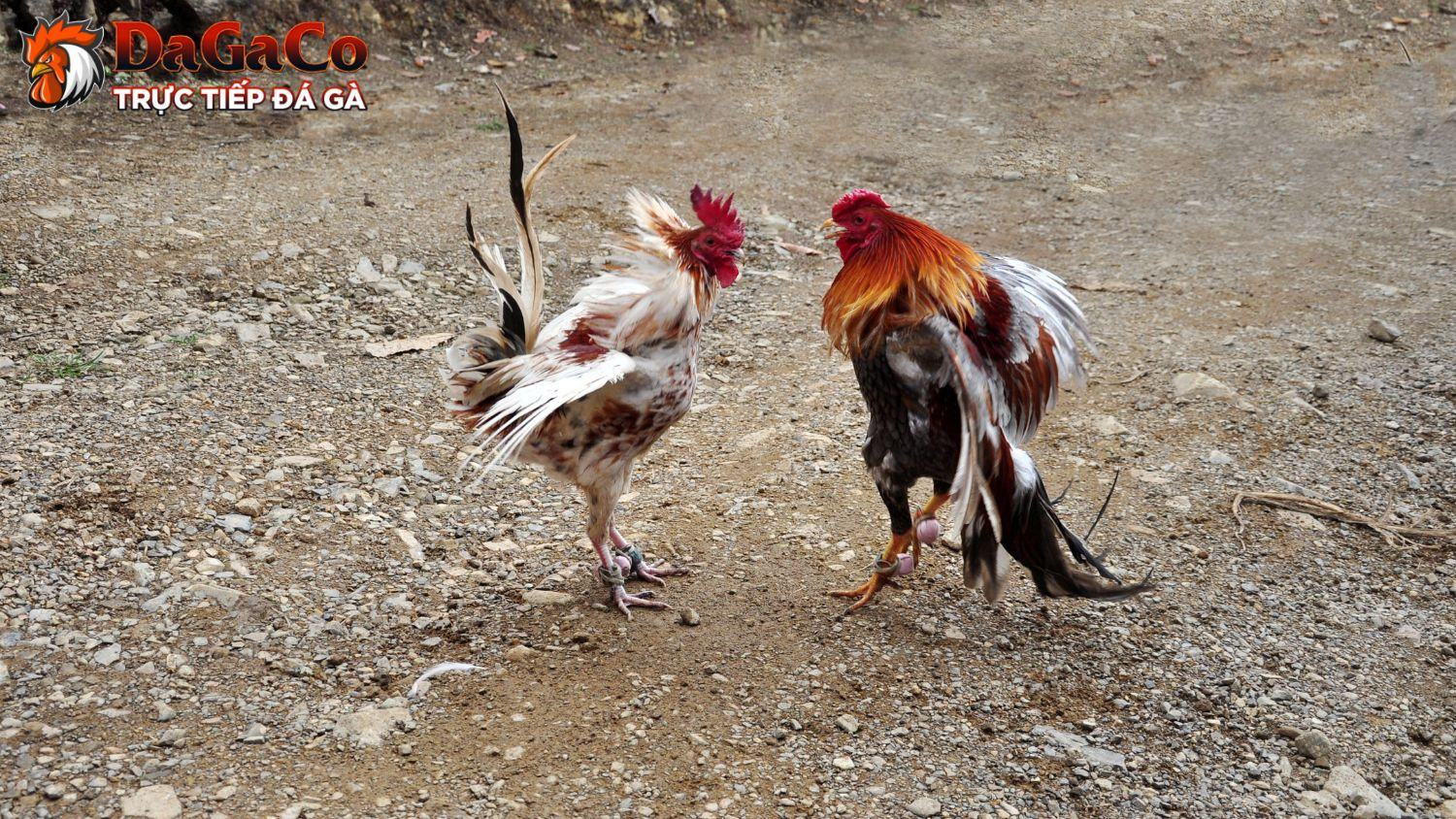 Bí quyết đặt cược đá gà cựa sắt hiệu quả tại DagaCO
