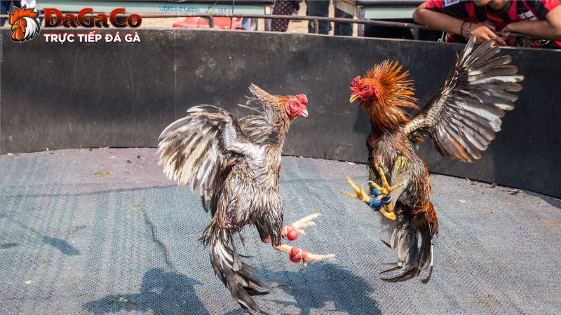 Các hoạt động chính của câu lạc bộ đá gà