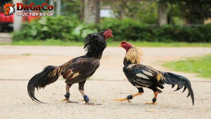 Các loại cựa tròn & ảnh hưởng tới khả năng chiến đấu