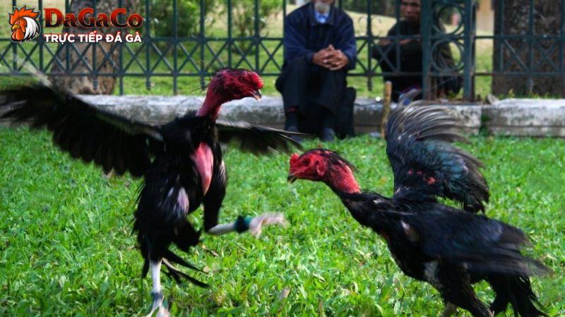 Các loại gà đá hiện nay