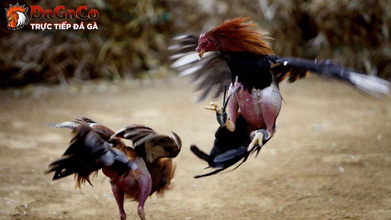 Cách chăm sóc gà đá bị thương chuẩn nhất từ sư kê