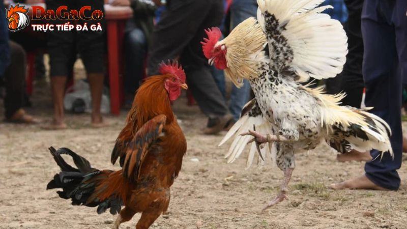 Cách chăm sóc gà đá theo chế độ luyện tập