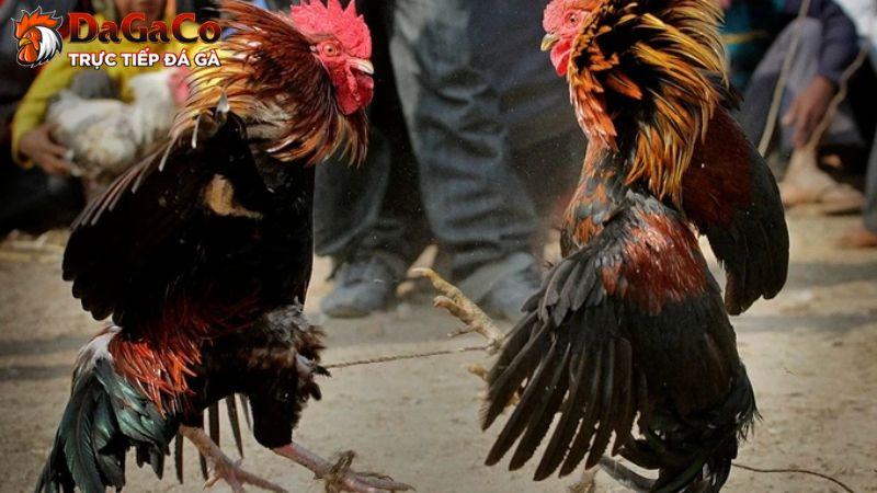 Cách chăm sóc gà đá với chế độ dinh dưỡng chuẩn