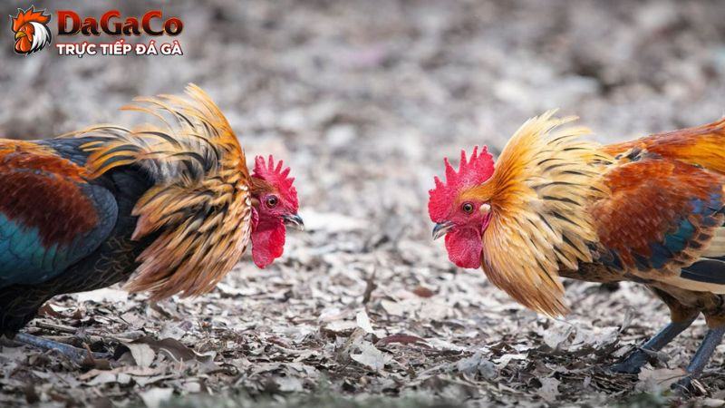 Cách chăm sóc gà linh kê thần kê đúng chuẩn