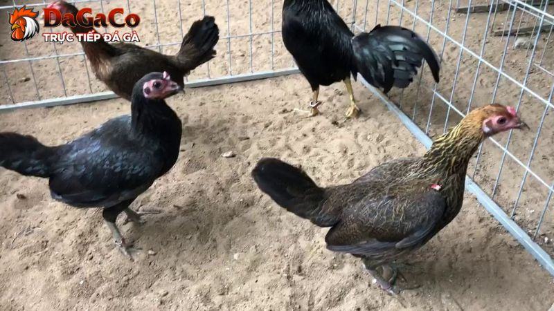 Cách chọn gà mái đúc dựa trên dòng giống