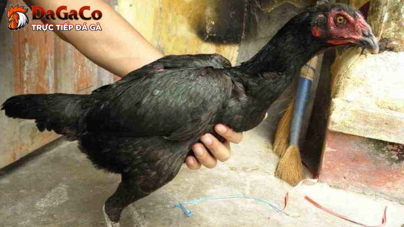 Cách chọn gà mái đúc dựa vào hình dáng