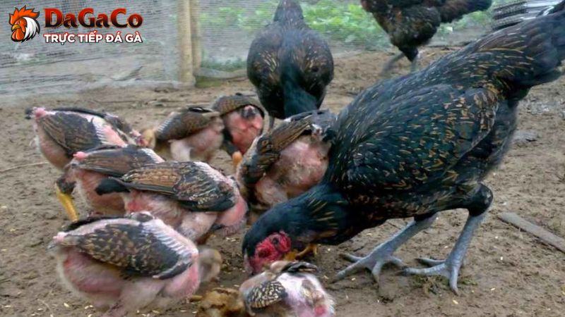 Cách chọn gà mái đúc theo kỹ năng và sức khỏe