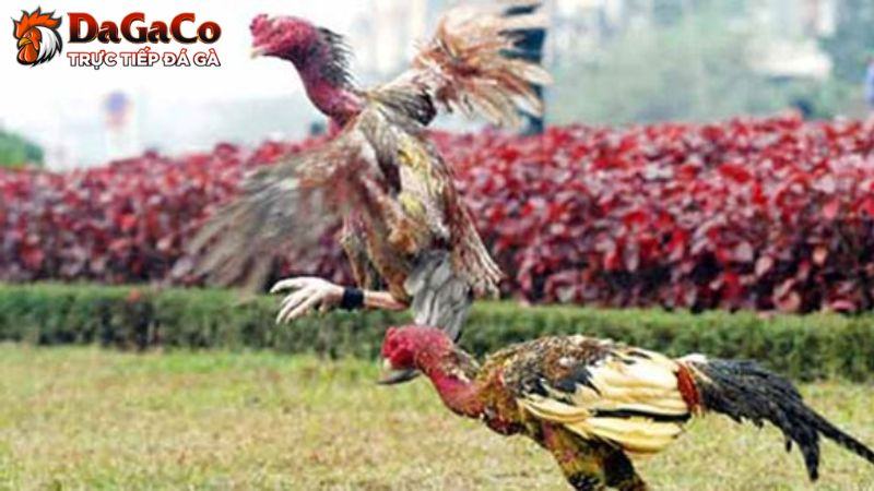 Cách chọn giống gà đá chất lượng, sung sức