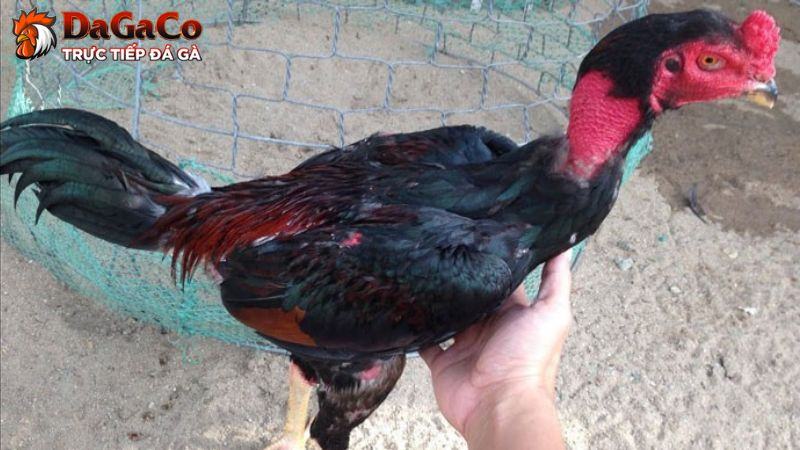 Cách chữa bệnh hen ở gà đá hiệu quả