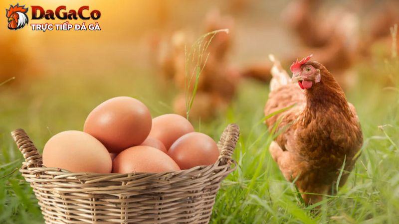 Cách điều trị, chữa bệnh EDS trên gà hiệu quả