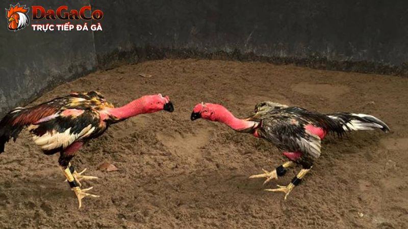 Cách kiểm tra nguồn gốc, di truyền giống gà đá