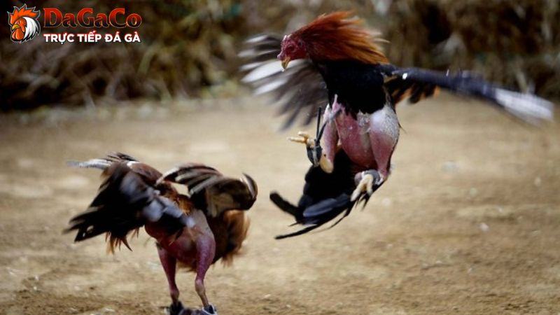 Cách nhận biết gà đá hay qua vảy chân chuẩn