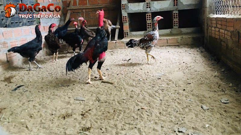 Cách nuôi gà đá bo lớn bạn không nên bỏ qua