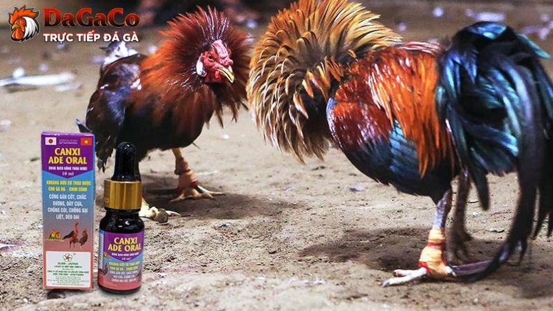 Cách sử dụng thuốc gà đá đạt hiệu quả cao nhất