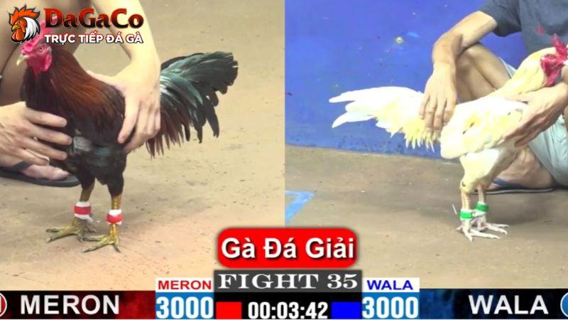 Cập nhật luật cá cược đá gà tại SV388 cho tân binh