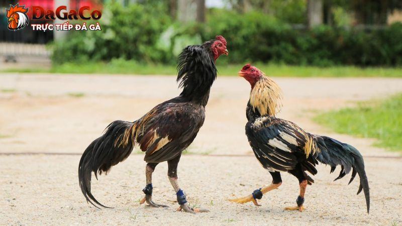 Chăm sóc sức khỏe và phòng ngừa bệnh