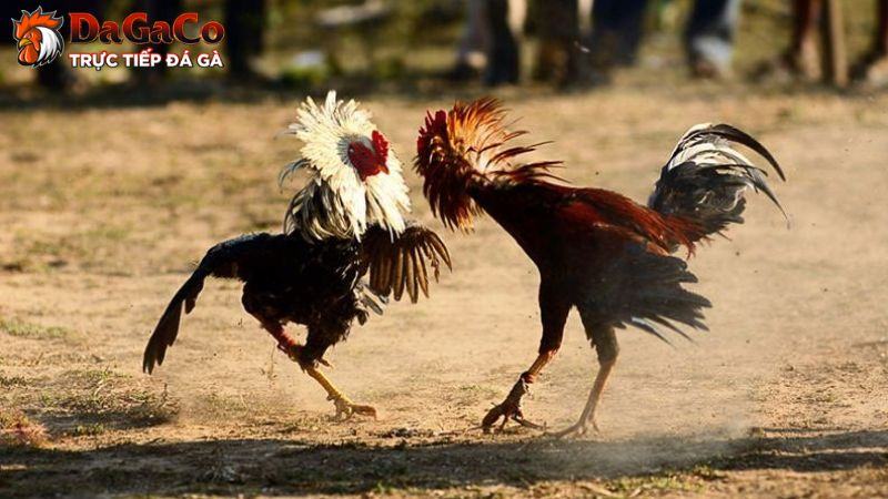 Chia sẻ cách ép cân gà đá khoa học từ sư kê