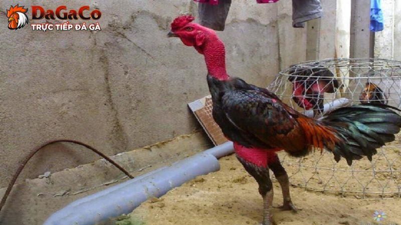 Chia sẻ kỹ thuật chọn lọc giống gà đá chuẩn