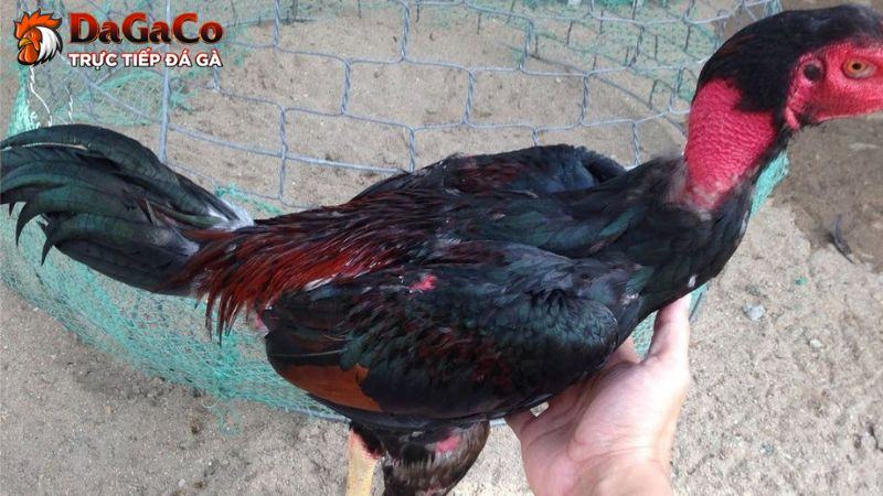 Chia sẻ phương pháp chăm sóc và điều trị khi gà đá bị bệnh