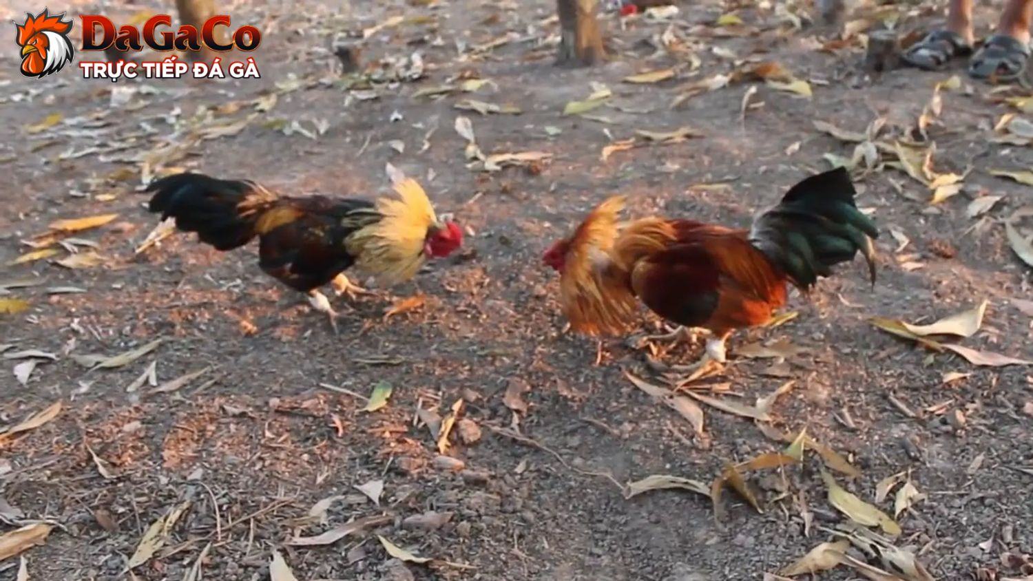 Chiến thuật dự đoán loại hình đá gà tre luôn thắng tại DagaCO