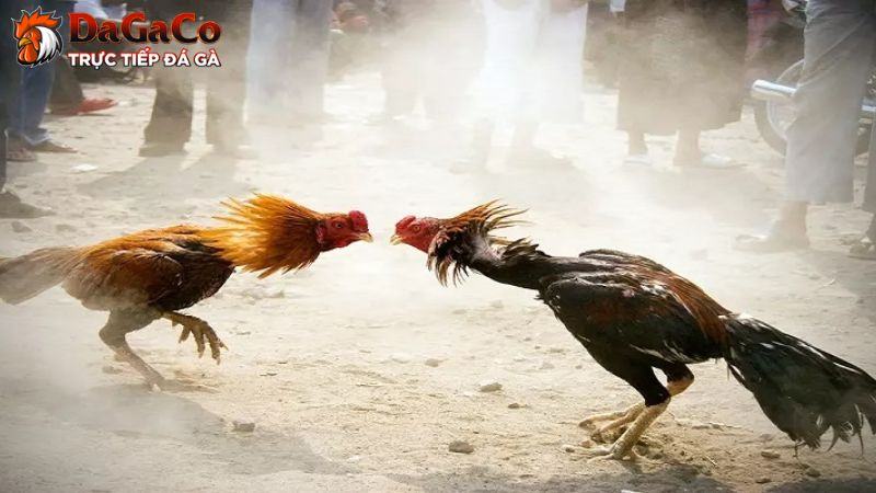 Chiến thuật phòng thủ đa dạng