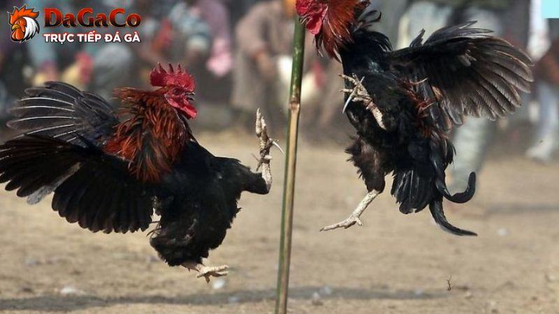 Chiến thuật tấn công trong đá gà dễ hiểu