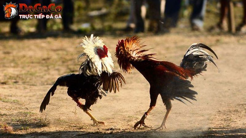 Chọn giống gà – yếu tố quan trọng trong thi đấu