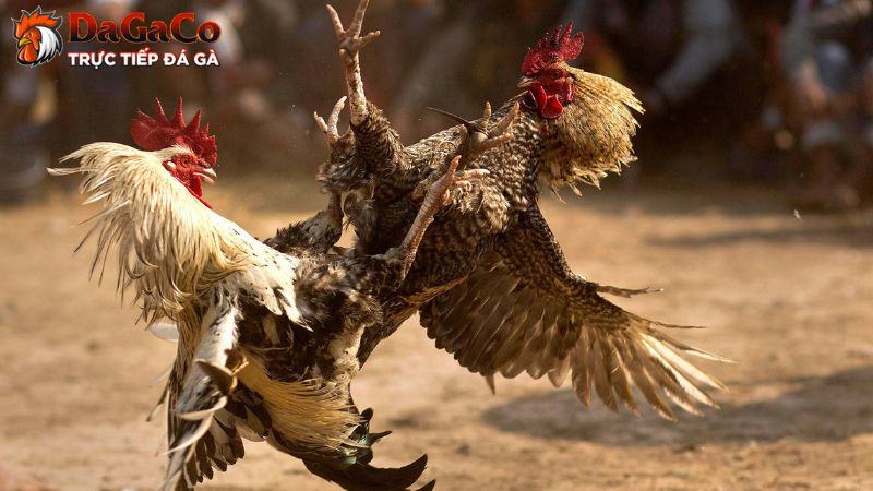 Chọn lựa địa chỉ đá gà online đáng tin cậy