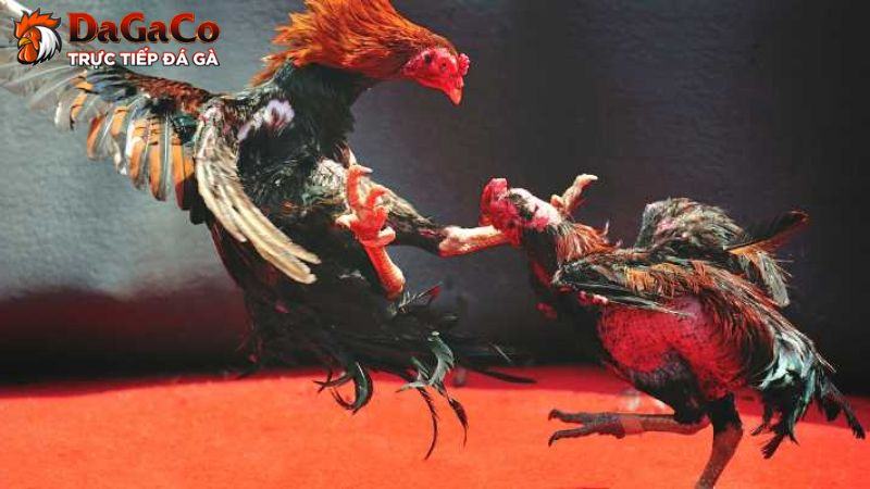 Có cần thiết tìm hiểu luật lệ đá gà không