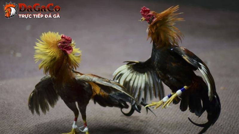 Đá gà cựa dao tại DagaCO đem tới các pha giao tranh kịch tính, đầy máu lửa