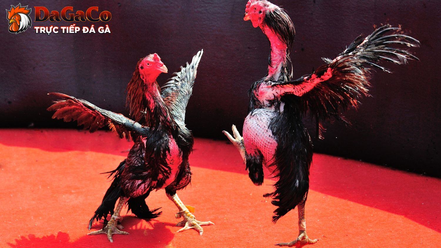 Đá gà cựa sắt là gì?