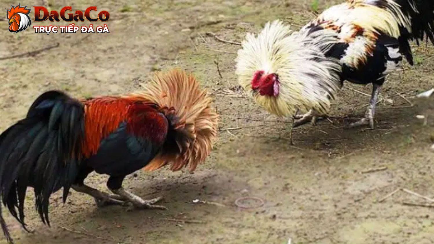 Đá gà tre là gì?