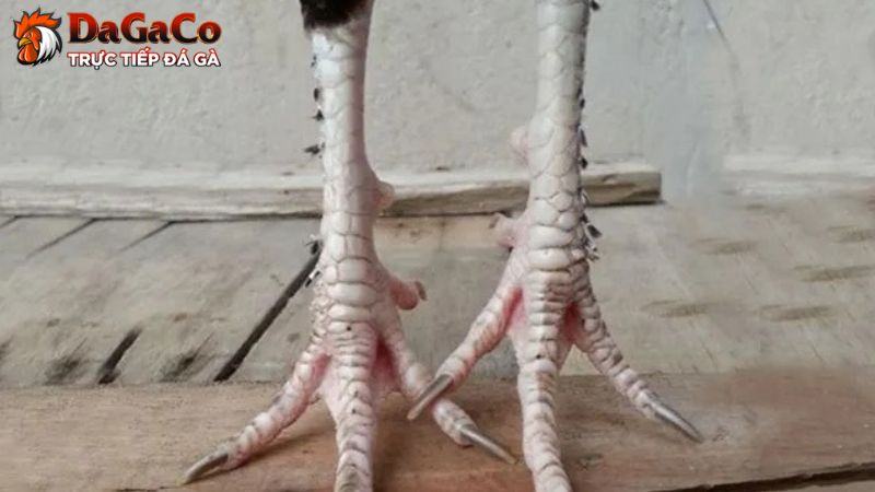 Đặc điểm nhận dạng gà chân lông vảy loạn