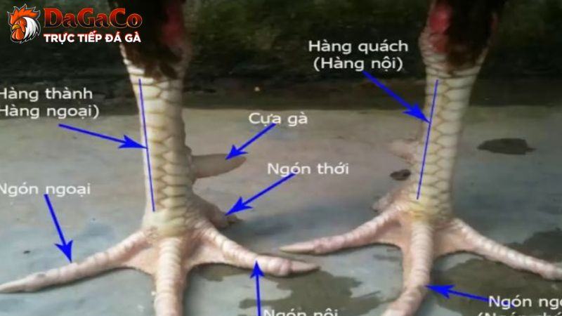 Đặc điểm nhận diện của vảy gà kích giáp