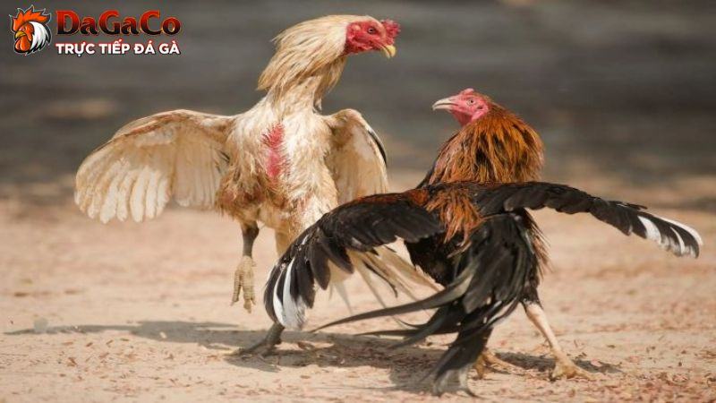 DagaCO - nơi cá cược đá gà trực tuyến uy tín, xanh chín
