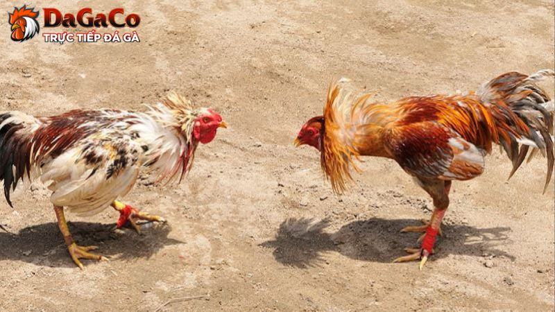 Đánh giá rủi ro khi cá cược đá gà online