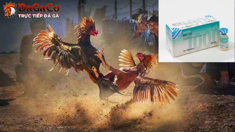 Danh sách Vaccine cần thiết cho gà đá cần nắm