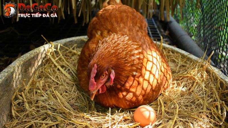 Dấu hiệu nhận biết của EDS trên gà