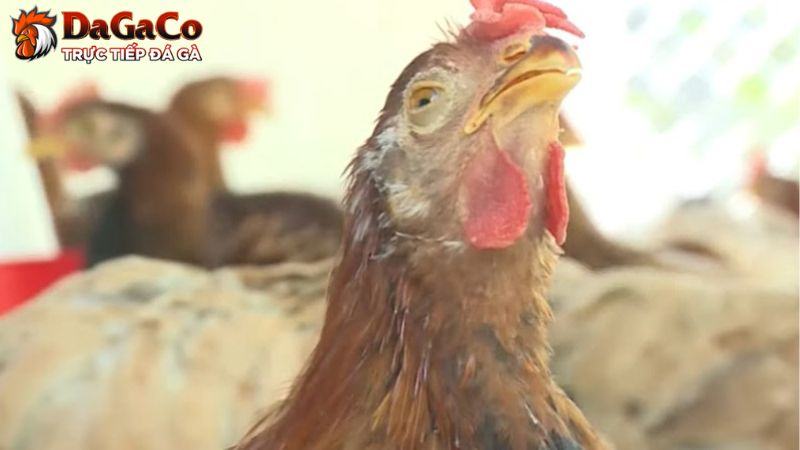 Dấu hiệu nhận biết của ORT ở gà