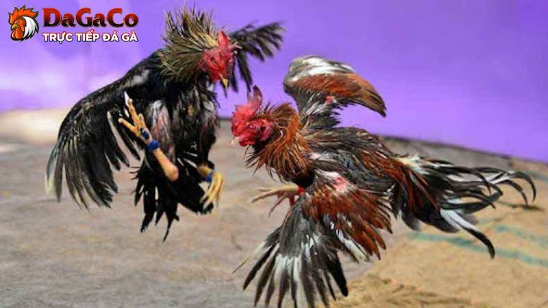 Điểm danh các loại đồ bảo hộ cho gà đá