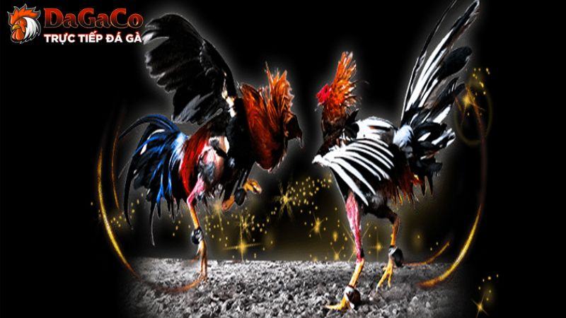 Diễn đàn đá gà là gì?