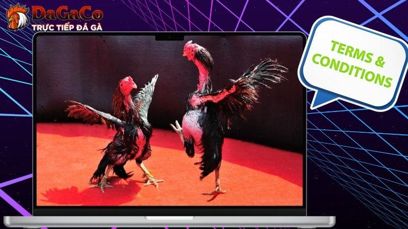 Điều khoản và điều kiện - chính sách quan trọng của DagaCO