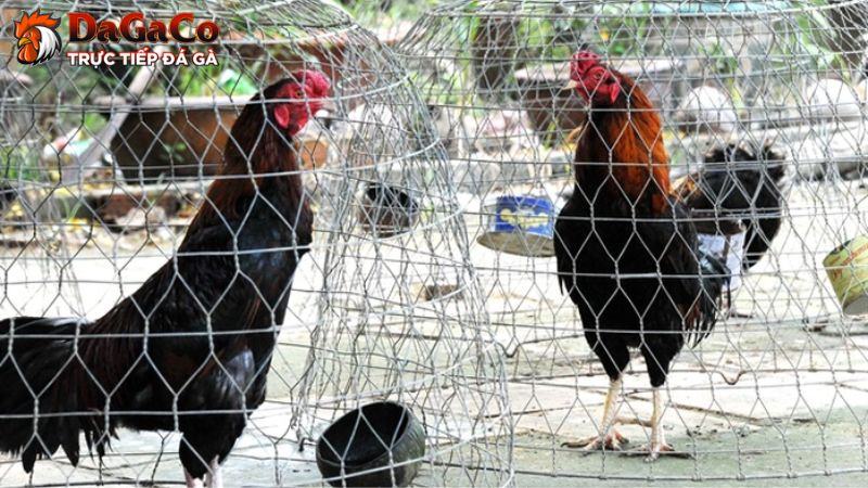 Điều kiện tham gia, sức khỏe của chiến kê