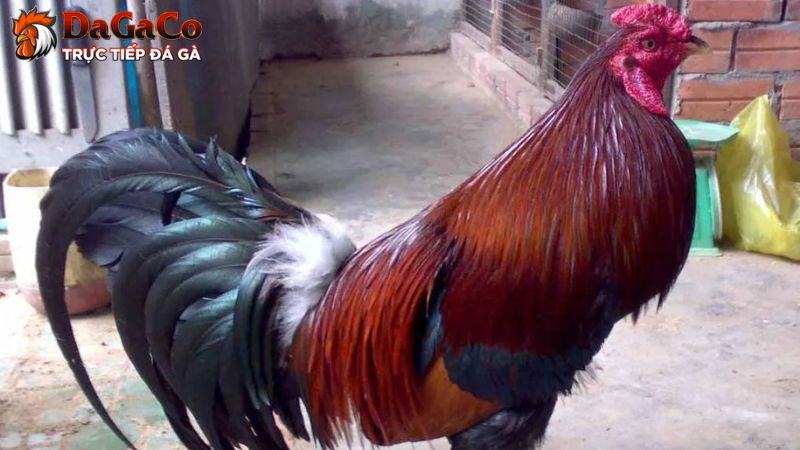 Đôi nét giới thiệu về gà linh kê thần kê