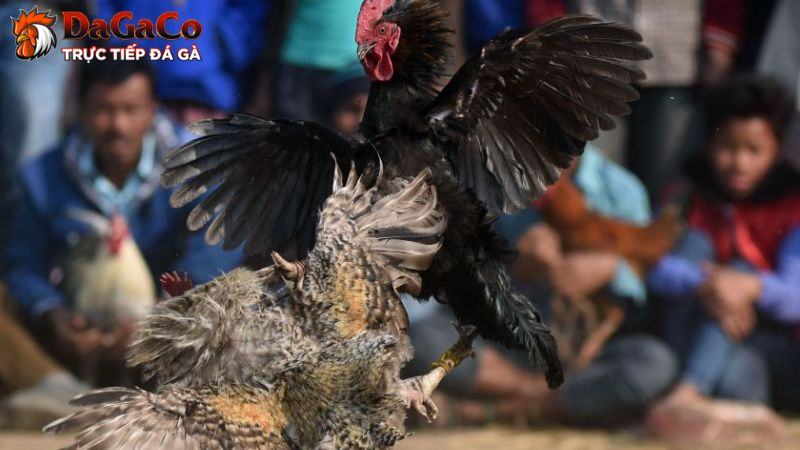 Đôi nét về câu lạc bộ đá gà