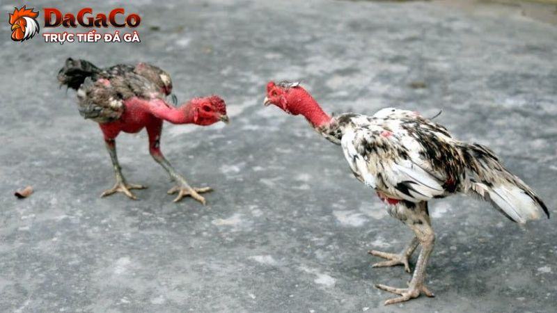 Đôi nét về giá gà đá