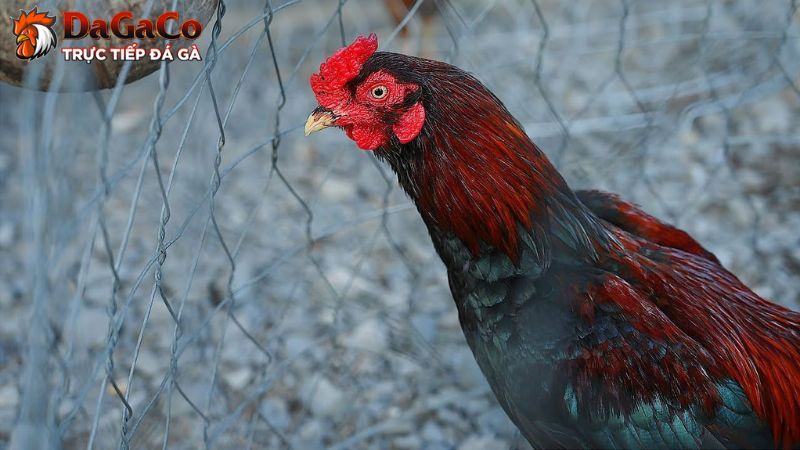 Gà Asil: Huyền thoại bất bại của các giống gà đá nổi tiếng