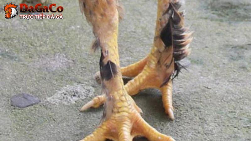 Gà chân lông vảy loạn có lối đá thông minh, đa dạng